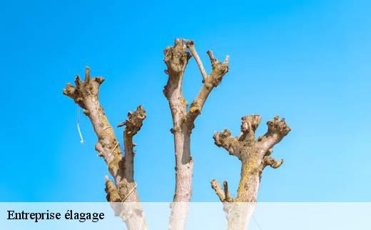 entreprise-elagage