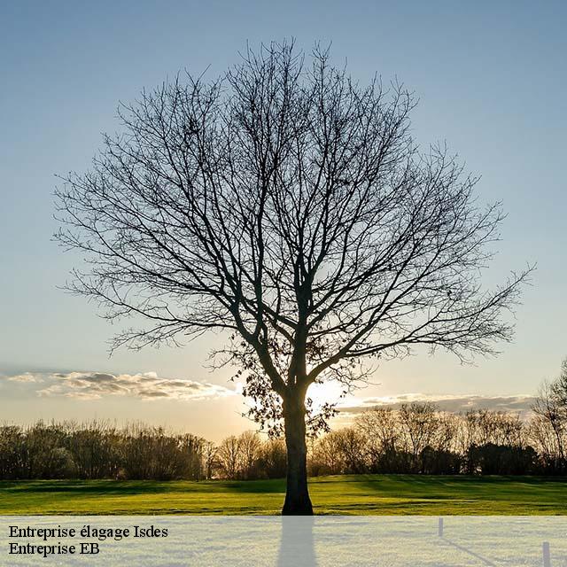 entreprise-elagage