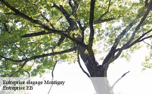 entreprise-elagage