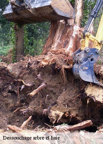 dessouchage-arbre-et-haie