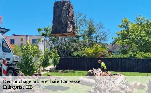 dessouchage-arbre-et-haie