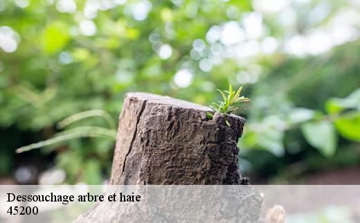 dessouchage-arbre-et-haie