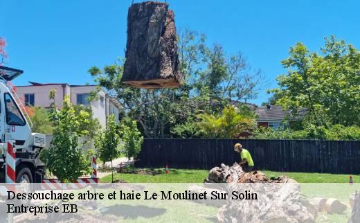 dessouchage-arbre-et-haie