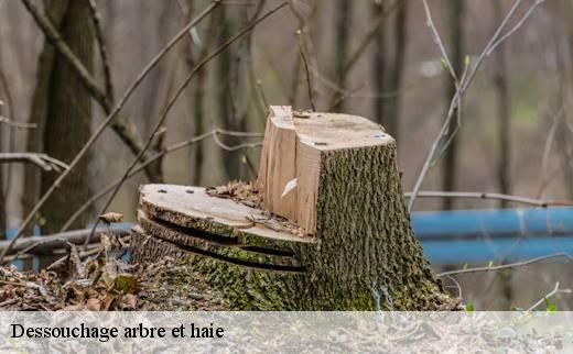 dessouchage-arbre-et-haie
