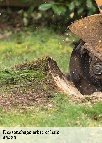 dessouchage-arbre-et-haie