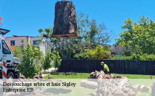 dessouchage-arbre-et-haie