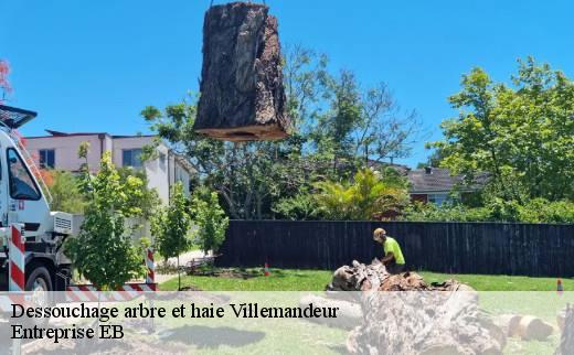 dessouchage-arbre-et-haie