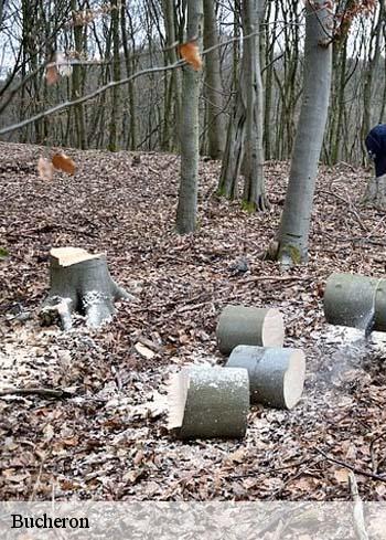 bucheron