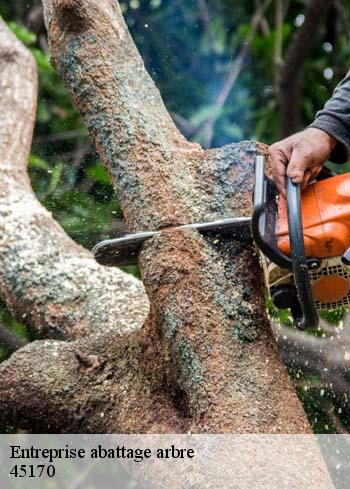 entreprise-abattage-arbre