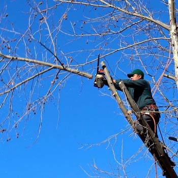 Entreprise abattage d'arbre 45